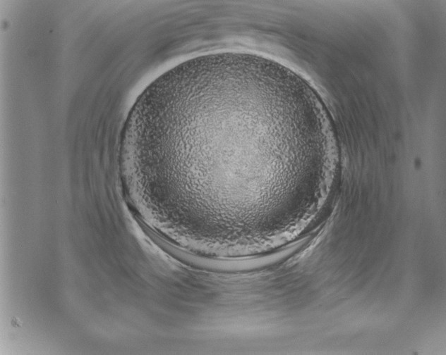 X0000073751534200608031416