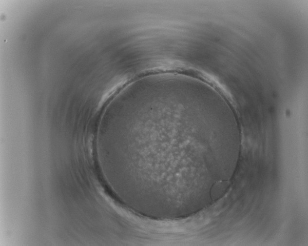 X0000073750010200608102032