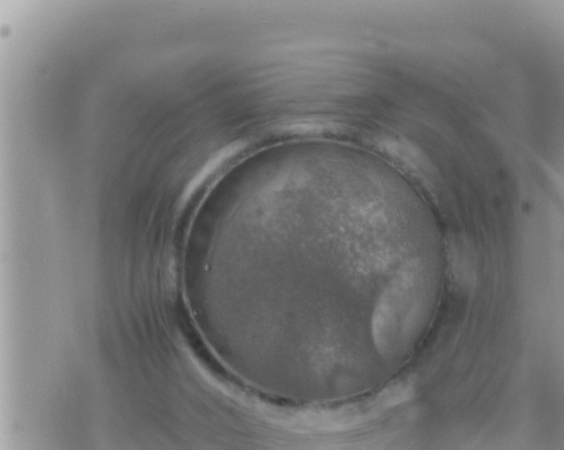 X0000073750016200608102032