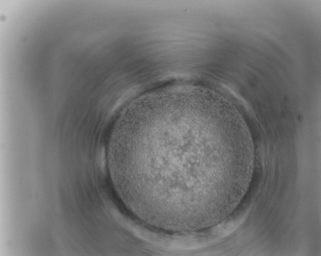 X0000073750024200608102032