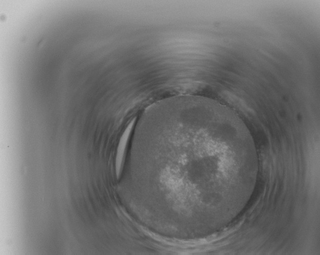 X0000073750042200608102031