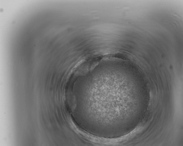 X0000073750048200608102031