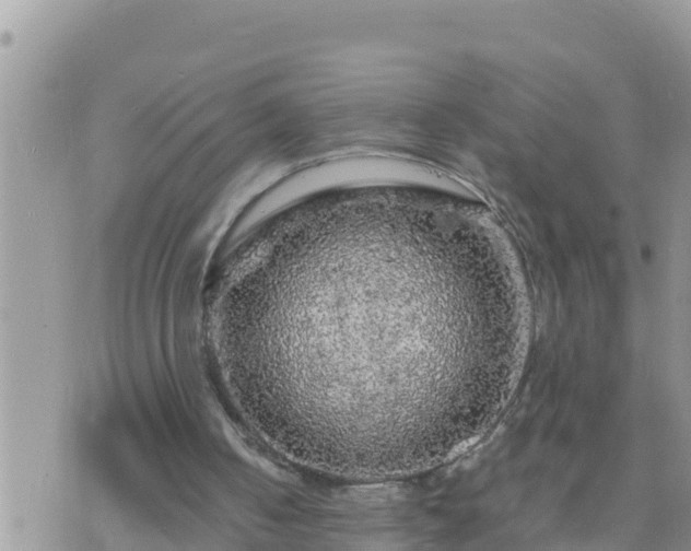 X0000073750050200608102030