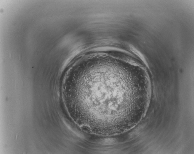 X0000073750059200608102031