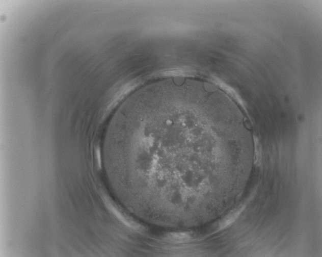 X0000073750061200608102031