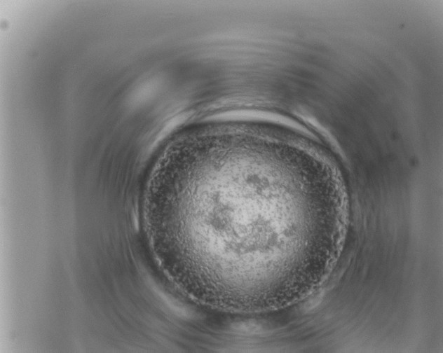 X0000073750062200608102031