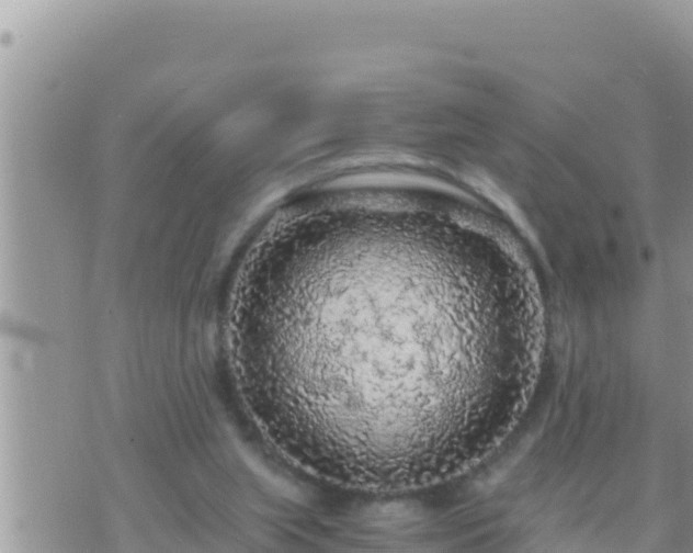 X0000073750063200608102031