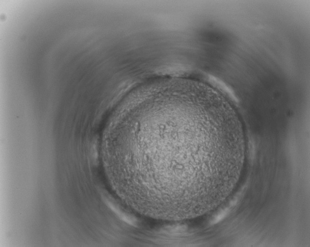 X0000073750065200608102031