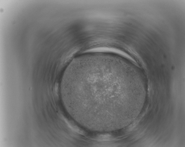 X0000073750066200608102031