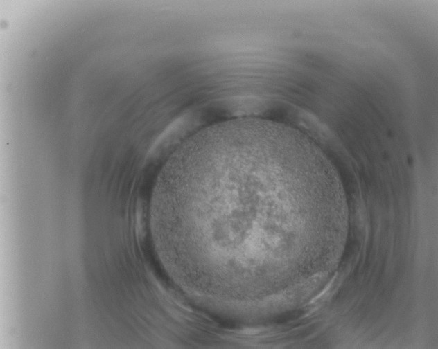 X0000073750074200608102031