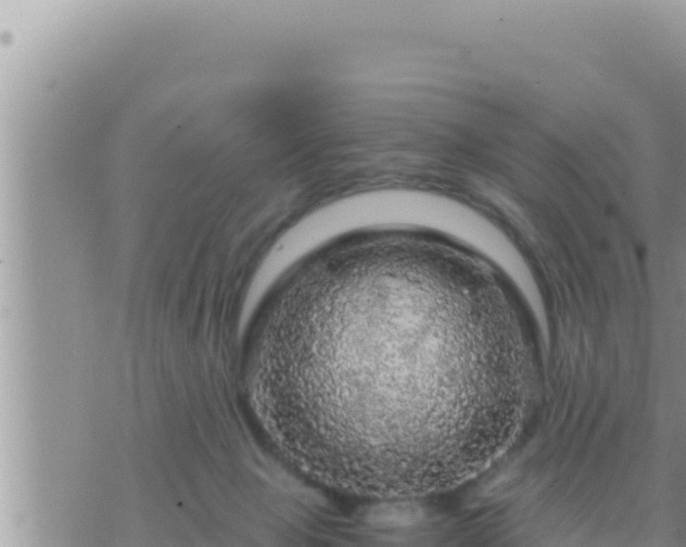 X0000073750077200608102031