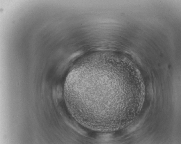 X0000073750081200608102031