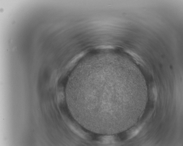 X0000073750085200608102031