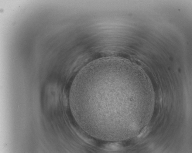 X0000073750086200608102031