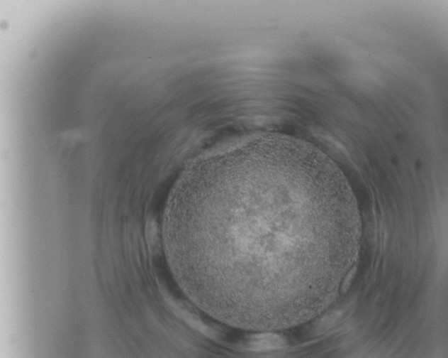 X0000073750087200608102031