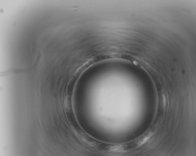 X0000073750088200608102031