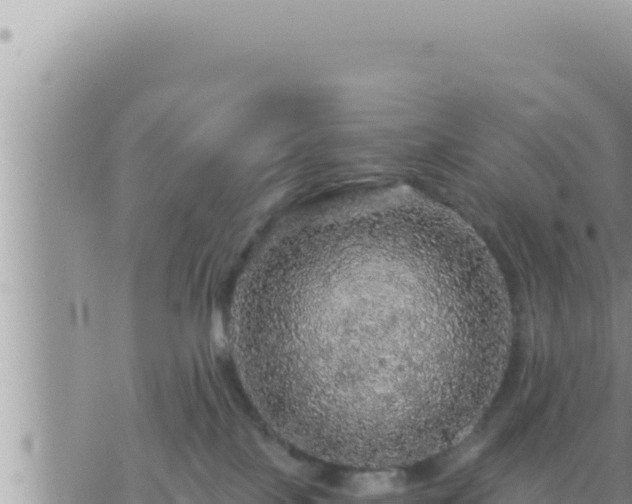 X0000073750089200608102031