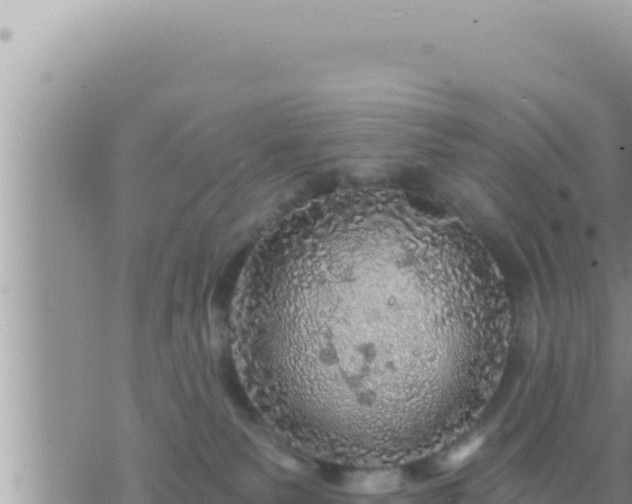 X0000073750135200608102030