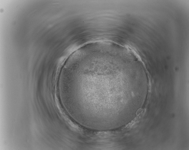 X0000073750145200608102029