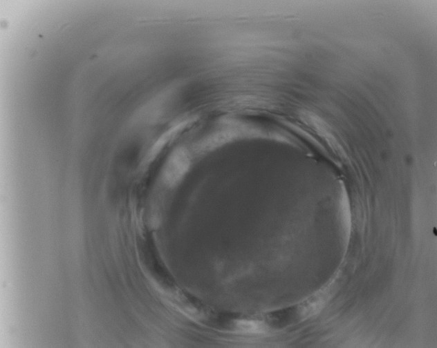 X0000073750167200608102029