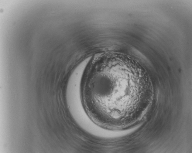 X0000073750169200608102029