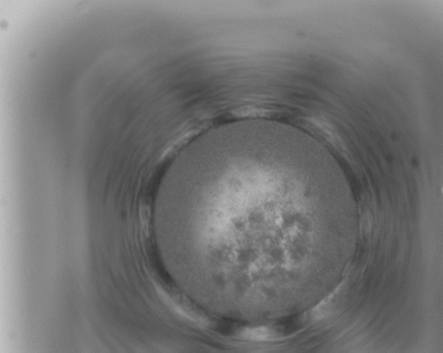 X0000073750171200608102029