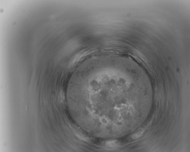 X0000073750173200608102029