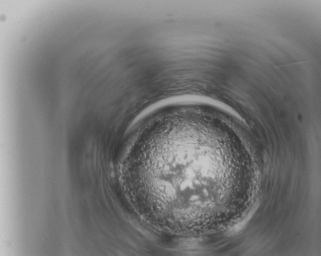 X0000073750182200608102029