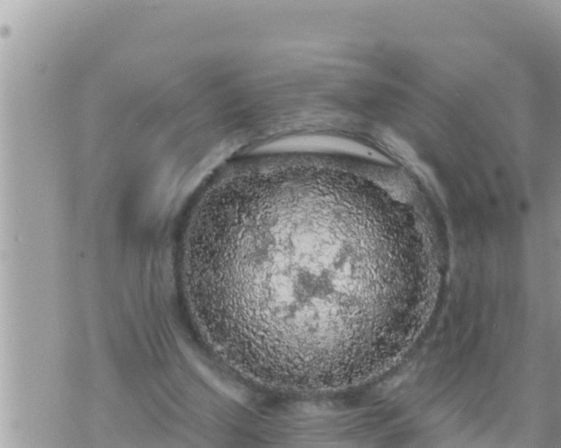 X0000073750250200608102027