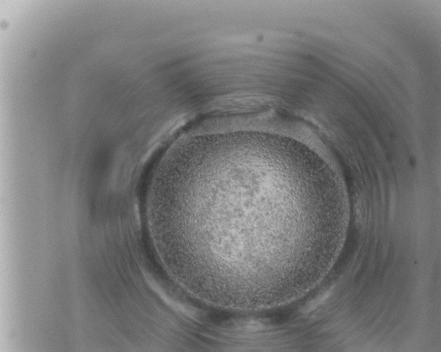 X0000073750254200608102027