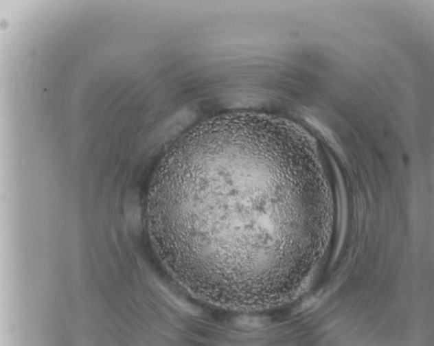 X0000073750261200608102028