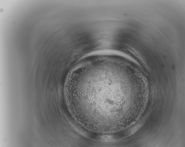 X0000073750265200608102028