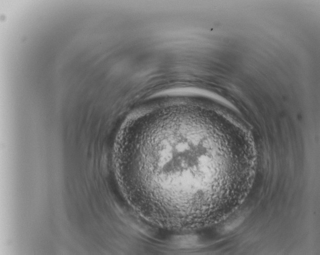 X0000073750266200608102028