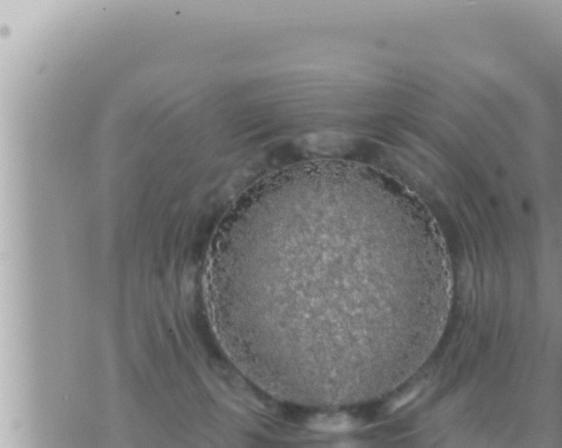 X0000073750271200608102028