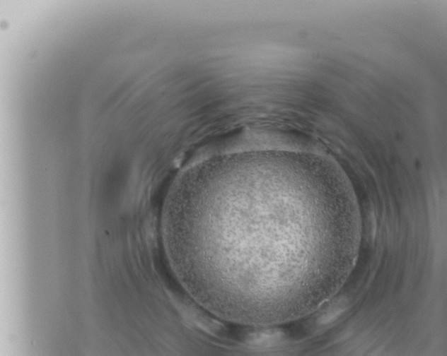 X0000073750274200608102028