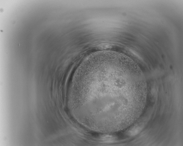 X0000073750315200608102027