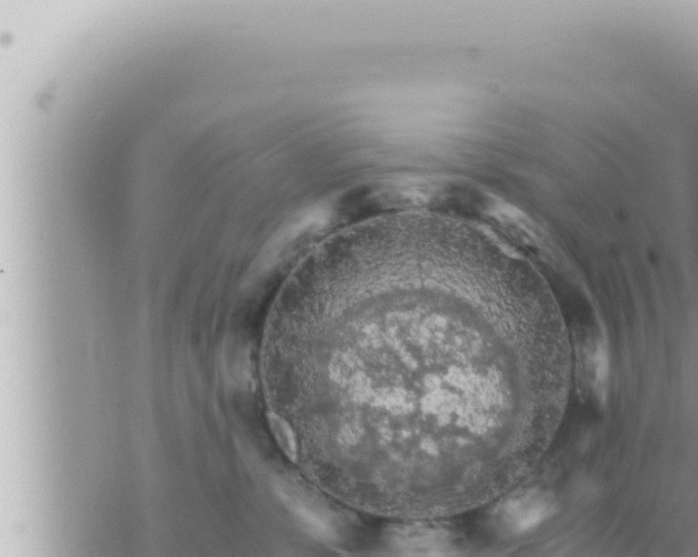 X0000073750331200608102026