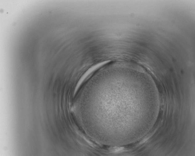 X0000073750334200608102026