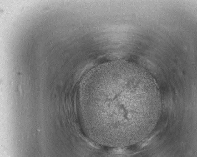 X0000073750335200608102026