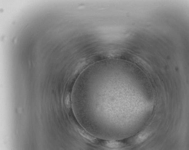 X0000073750336200608102026