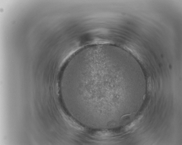 X0000073750351200608102026