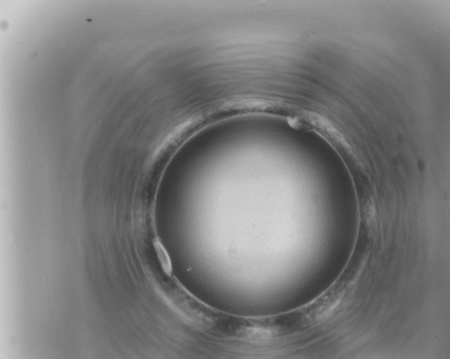 X0000073750352200608102026