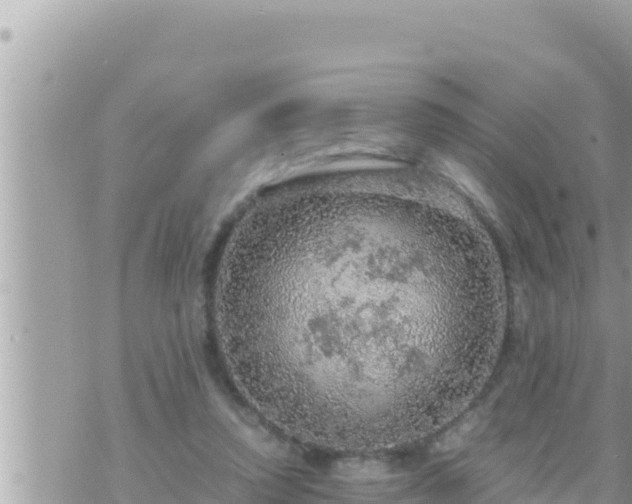 X0000073750354200608102026