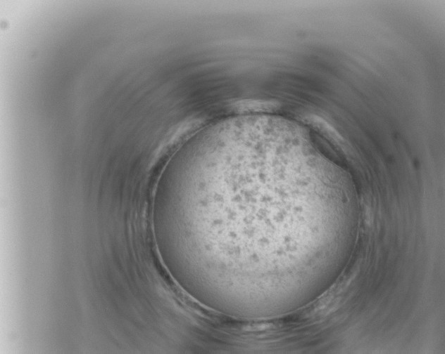 X0000073750357200608102026