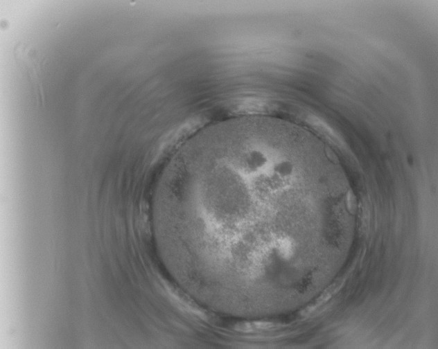 X0000073750361200608102026