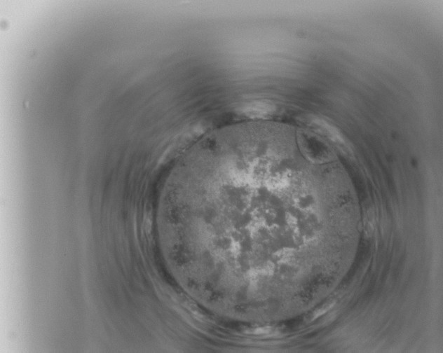 X0000073750365200608102026