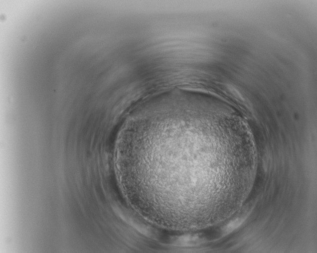 X0000073750366200608102026