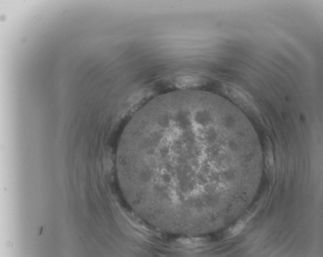 X0000073750367200608102026