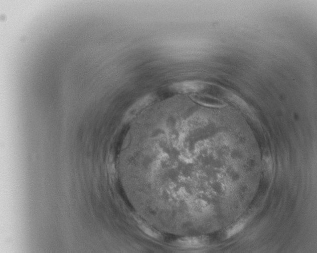 X0000073750381200608102026