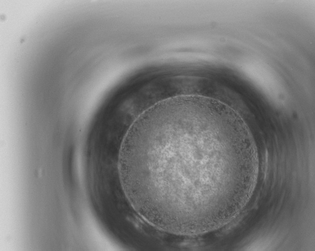 X0000073750383200608102026